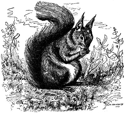 The Project Gutenberg eBook of Nature Myths and Stories for Little ...