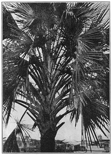 Plate XXVIII. Foliage of the buri palm.