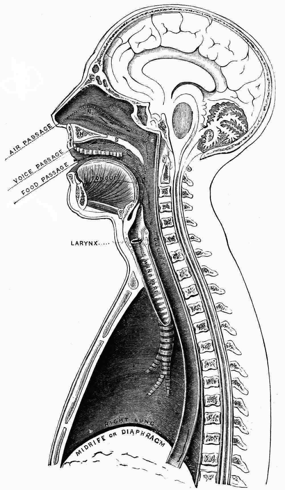 The Project Gutenberg eBook of The Mechanism of The Human Voice, by
