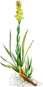 PL. XV - NARTHECIUM OSSIFRAGUM.