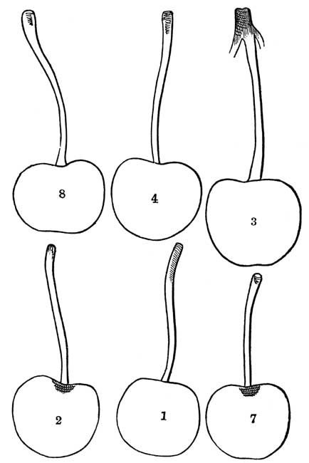 Cherries--Natural size and shape. (See Page 121)