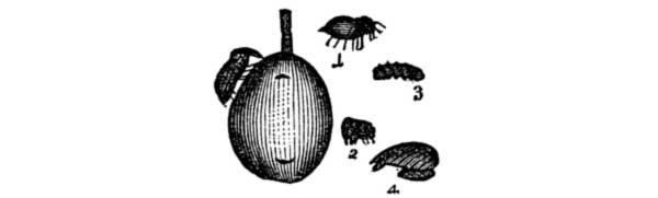 (1) Curculio, in the beetle-form, life-size. (2) Its
assumed form when disturbed or shaken from the tree. (3) Larva, or worm,
as found in the fallen fruit. (4) Pupa, or chrysalis state, in which it
lives in the ground.