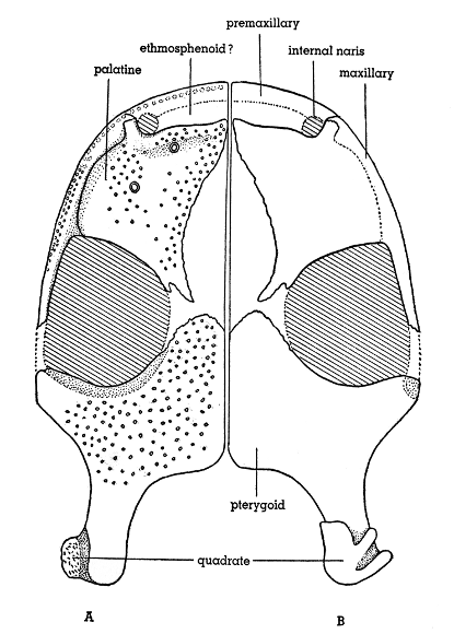 Fig. 4. Hesperoherpeton garnettense Peabody. Palate reconstructed;
ventral aspect at left, showing teeth, dorsal aspect at
right. KU 10295, × 4.
