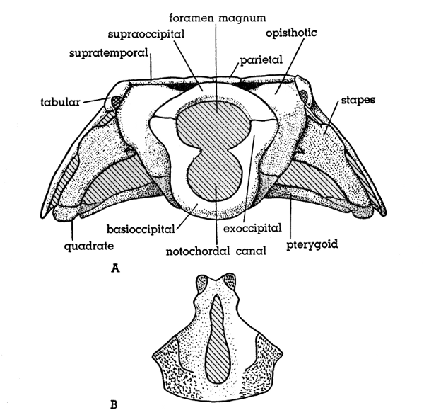 Fig. 5. Hesperoherpeton garnettense Peabody, KU
10295, × 4. A, occipital view of skull; B, basioccipital
bone in dorsal (internal) view.