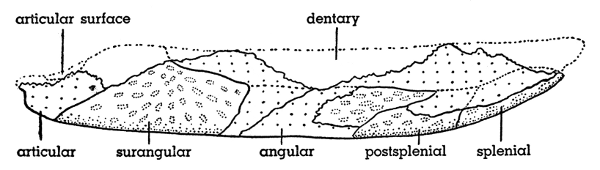 Fig. 6. Hesperoherpeton garnettense Peabody. Right mandible, lateral
view, KU 10295, × 4. External surfaces are pitted; broken surfaces
are coarsely stippled.