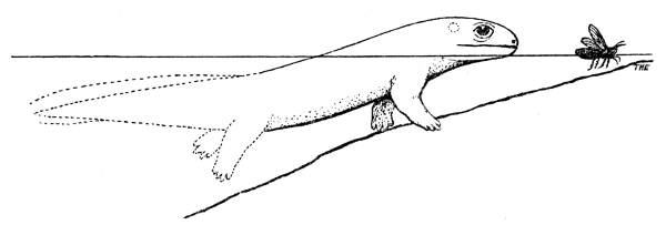 Fig. 12. Hesperoherpeton garnettense Peabody. Probable appearance
in life. × 0.5.