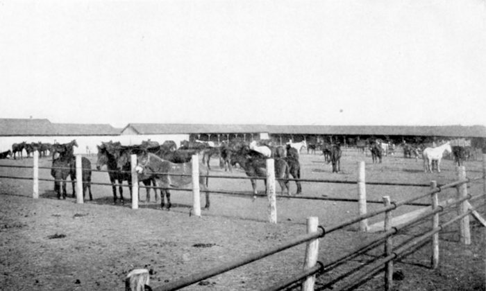 Work Stock in Apache Corral