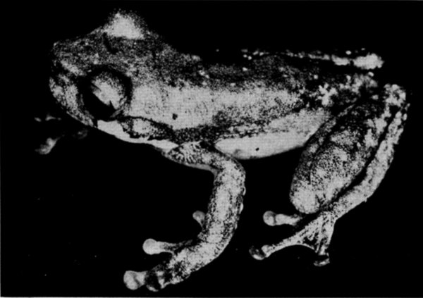 Fig. 2. Holotype of Ptychohyla chamulae
(KU 58063). × 3.