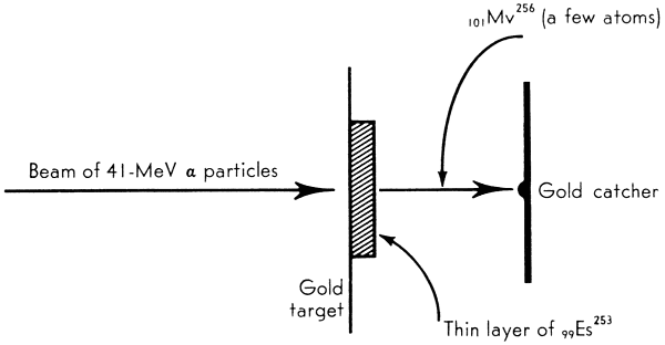 Fig. 3. The production of mendelevium.