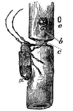 Fig. 19