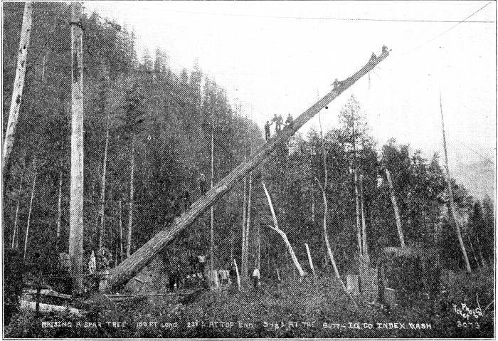 An all-I. W. W. crew raising a spar tree 160 ft. long,
22-1/2; inches at top and 54-1/2; inches at butt, at Index, Wash.