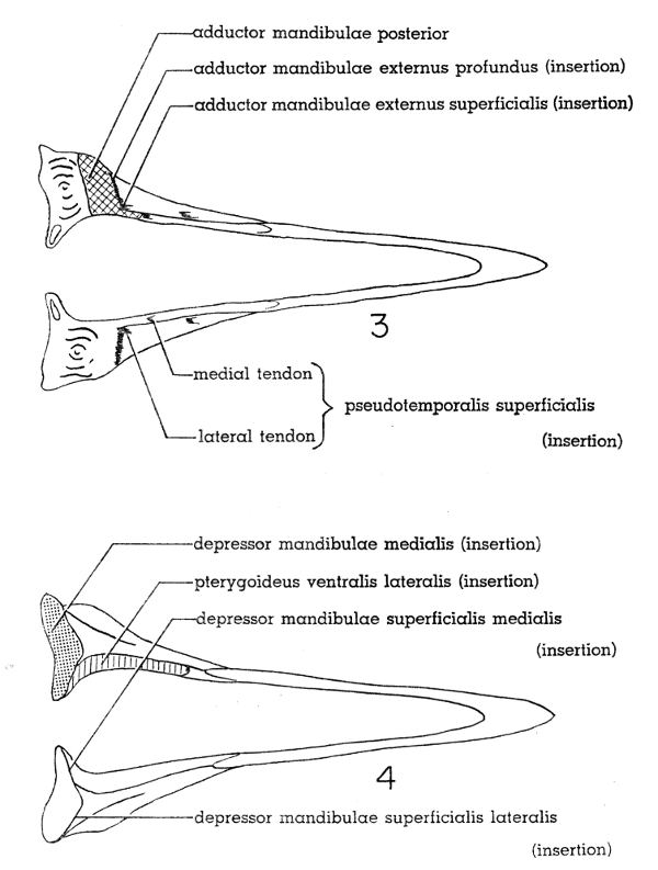 Fig. 3. Dorsal view of lower mandible of Mourning Dove. × 2-1/2.

Fig. 4. Ventral view of lower mandible of Mourning Dove. × 2-1/2.