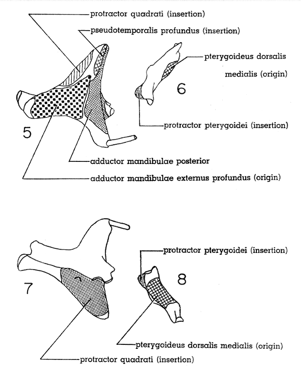Fig. 5. Dorsal view of right quadrate of Mourning Dove. × 5.

Fig. 6. Dorsal view of right pterygoid of Mourning Dove. × 5.

Fig. 7. Ventral view of right quadrate of Mourning Dove. × 5.

Fig. 8. Ventral view of right pterygoid of Mourning Dove. × 5.