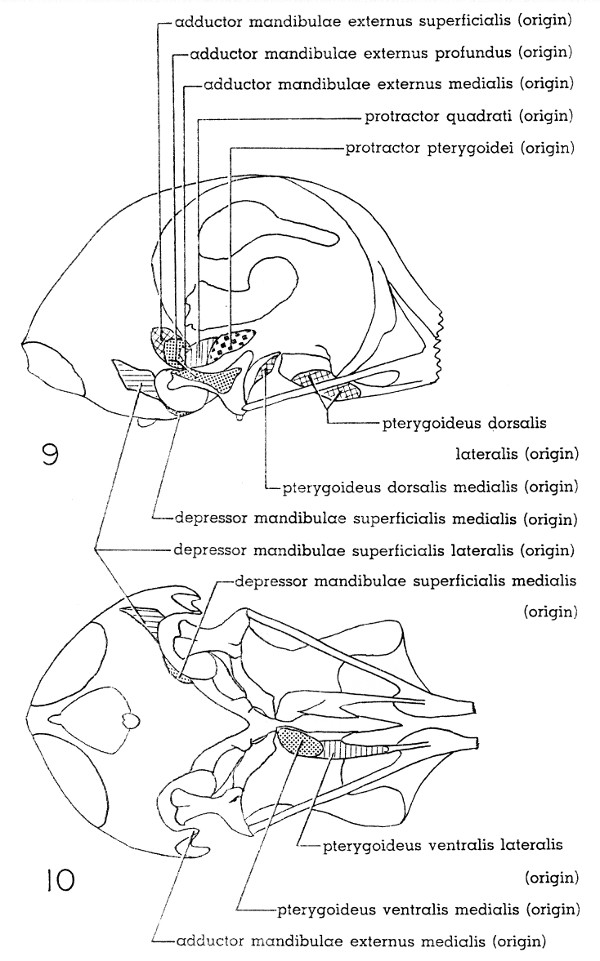 Fig. 9. Right lateral view of skull of Mourning Dove. × 2-1/2.

Fig. 10. Ventral view of skull of Mourning Dove. × 2-1/2.