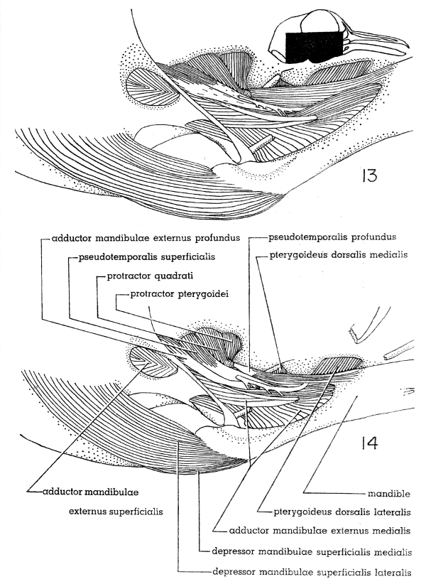 Fig. 13. Right lateral view of the jaw musculature of the White-winged Dove;
superficial layer, × 5.

Fig. 14. Right lateral view of the jaw musculature of the Mourning Dove;
superficial layer. × 5.