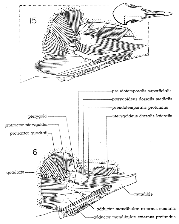 Fig. 15. Dorsal view of the jaw musculature of the White-winged Dove
(right side); superficial layer. × 5.

Fig. 16. Dorsal view of the jaw musculature of the Mourning Dove (right
side); superficial layer. × 5.
