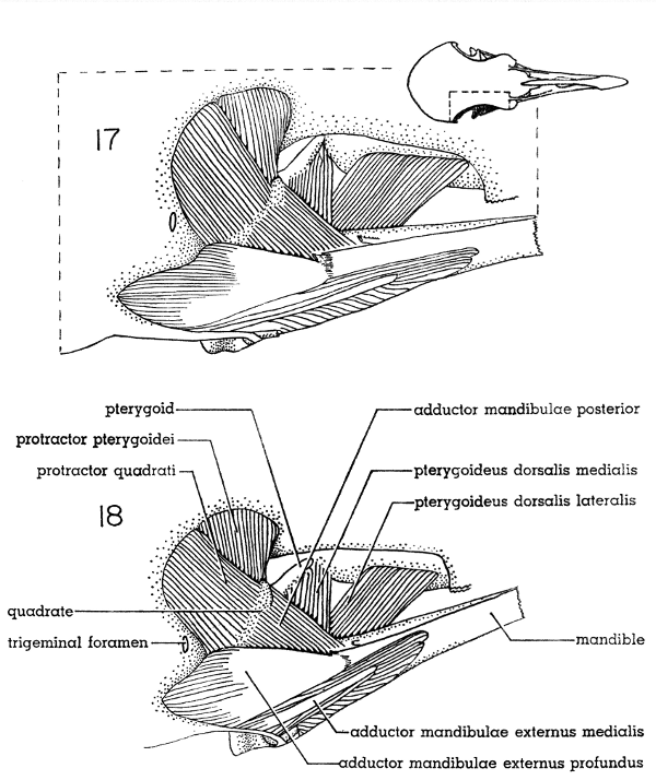Fig. 17. Dorsal view of the jaw musculature of the White-winged Dove (right
side); middle layer. × 5.

Fig. 18. Dorsal view of the jaw musculature of the Mourning Dove (right
side); middle layer. × 5.
