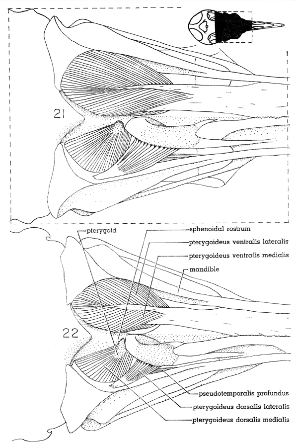 Fig. 21. Ventral view of the jaw musculature of the White-winged Dove
(M. depressor mandibulae not shown). × 5.

Fig. 22. Ventral view of the jaw musculature of the Mourning Dove (M.
depressor mandibulae not shown). × 5.