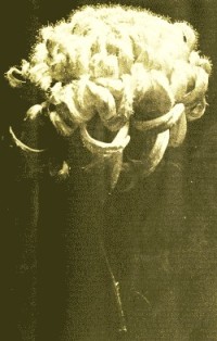 Fig. 1.--Chrysanthemum—Mrs. Alpheus Hardy.