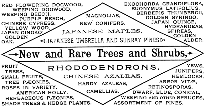 New and Rare Trees and Shrubs
