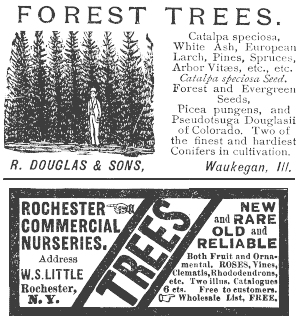 FOREST TREES; TREES ROCHESTER - COMMERCIAL NURSERIES.