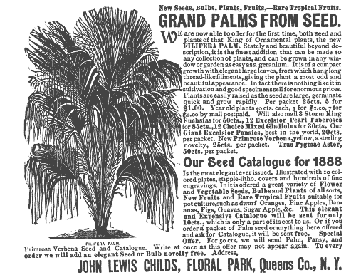 GRAND PALMS FROM SEED