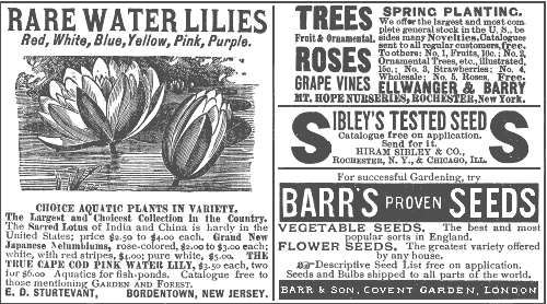 Advertisement - RARE WATER LILIES; TREES Fruit and Ornamental. ROSES; Sibley's Tested Seed; BARR'S PROVEN SEEDS