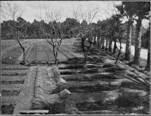 Fig. 2.&mdash;Newly-prepared Beds in Experimental Gardens.