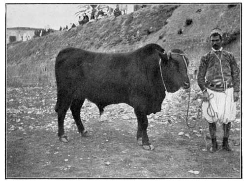 Fig. 1.&mdash;Native Bull.