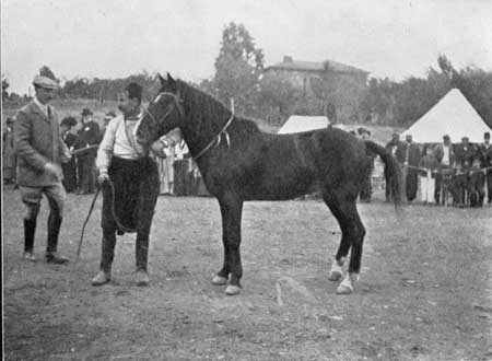 Fig. 1.&mdash;Cyprus Pony.