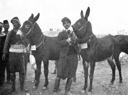 Fig. 2.&mdash;Cyprus Donkeys.