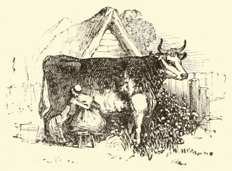 Image result for old man milking cow"