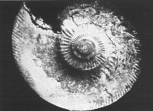 By permission of the American Museum of Natural History

Ammonite from Jurassic of England