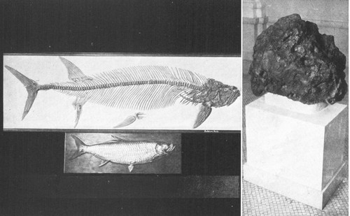 By permission of the American Museum of Natural History

A sixteen-foot fossil fish from Cretaceous of Kansas, with a modern
tarpon