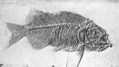 Eocene fish