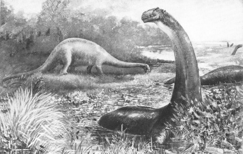 By permission of the American Museum of Natural History

Restoration of an aquatic Dinosaur, Brontosaurus excelsus, from the
Upper Jurassic and Lower Cretaceous of Wyoming. The animal in life was
over 60 feet long
