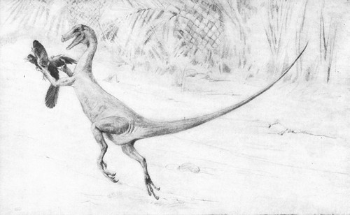 By permission of the American Museum of Natural History

Restoration of the small carnivorous Dinosaur, Ornitholestes hermanui,
catching a primitive bird Archæopteryx. Upper Jurassic and Lower
Cretaceous