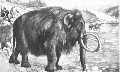 By permission of the American Museum of Natural History

Restoration of a Siberian mammoth, Elephas primogenius, pursued by men
of the old stone age of Europe. Late Pleistocene epoch