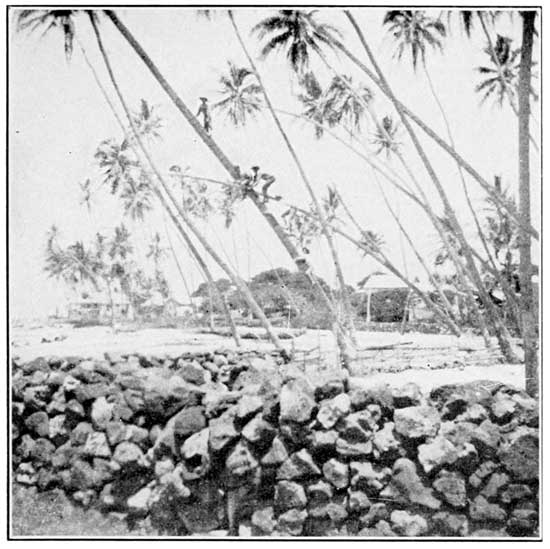 A Coconut Grove in Kona.