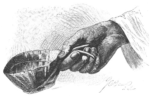 MADAGASCAN DRINKING-CUP FORMED FROM A LEAF OF THE
"TRAVELER'S TREE."