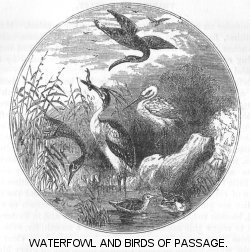 Waterfowl and Birds of Passage
