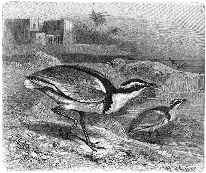 Krokodilwachter (Cursorius aegyptius). 1/2 v. d. ware grootte.