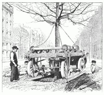 SERVICE MUNICIPAL FORESTIER: TRANSPLANTATION OF TREE ON THE BOULEVARDS. After a drawing by L. Vauzanges. SERVICE MUNICIPAL FORESTIER: TRANSPLANTATION OF TREE ON THE BOULEVARDS. After a drawing by L. Vauzanges.