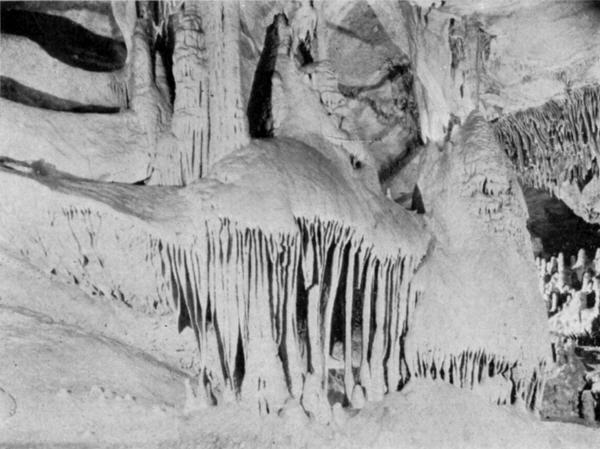"The Cypress Gardens", a Scene in Endless Caverns