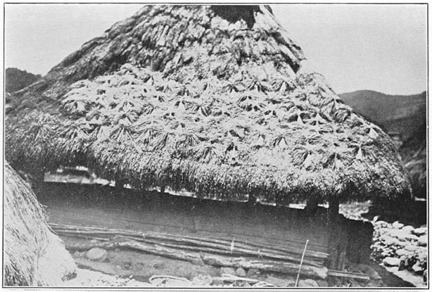 Bunches of palay curing on the roof of a dwelling