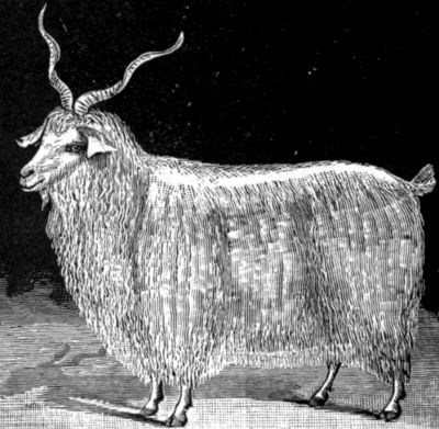 Angora Goat (coloured engraving) by German School