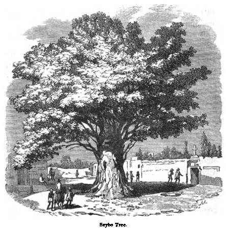 Seybo Tree