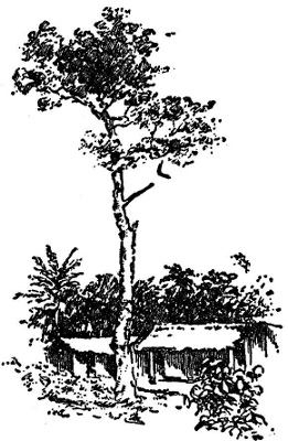 The Juju Tree.