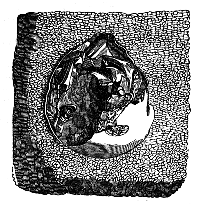 One of the eggs in fig. 106, of the natural size, showing the bones of the fœtus which had
been nearly hatched.