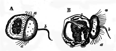 Tne young fry of a cockle (Cardium pygmaeum,) from Loven's Kongl. Vetenskaps. Akadem.
Handling, 1848.